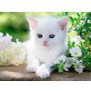 Ravensburger Puzzle Ravensburger Gatito Blanco De 1500 Piezas